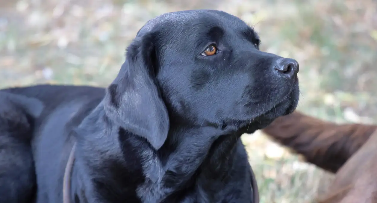 Huntmade Rebels - chovateľská stanica Labradorov (Labrador retriever)