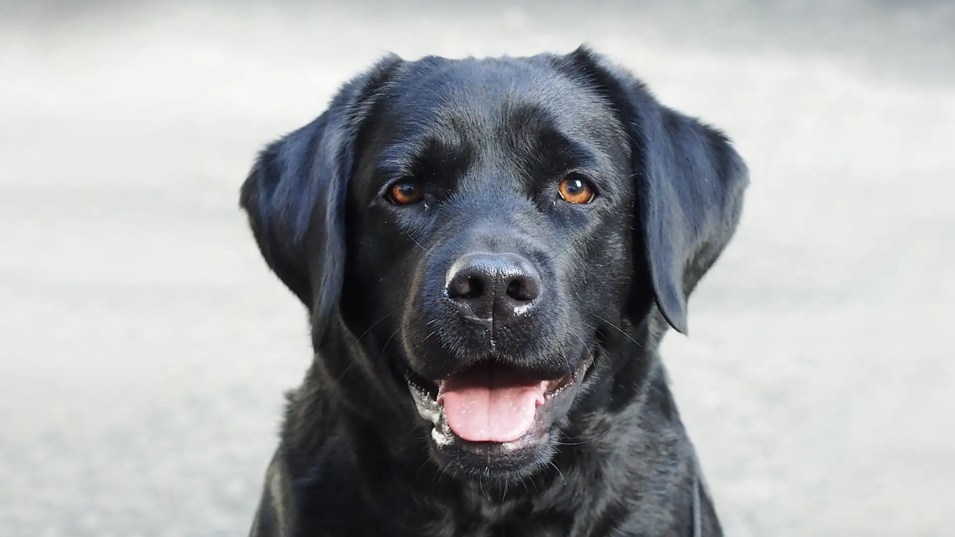 Huntmade Rebels - chovateľská stanica Labradorov (Labrador retriever)